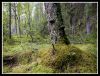 Old Birch