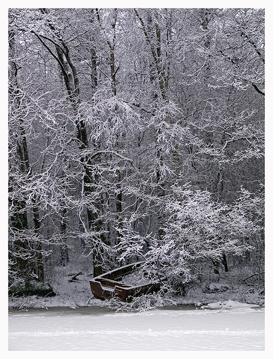 White forest and a boat