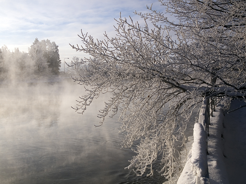Winter trees 2