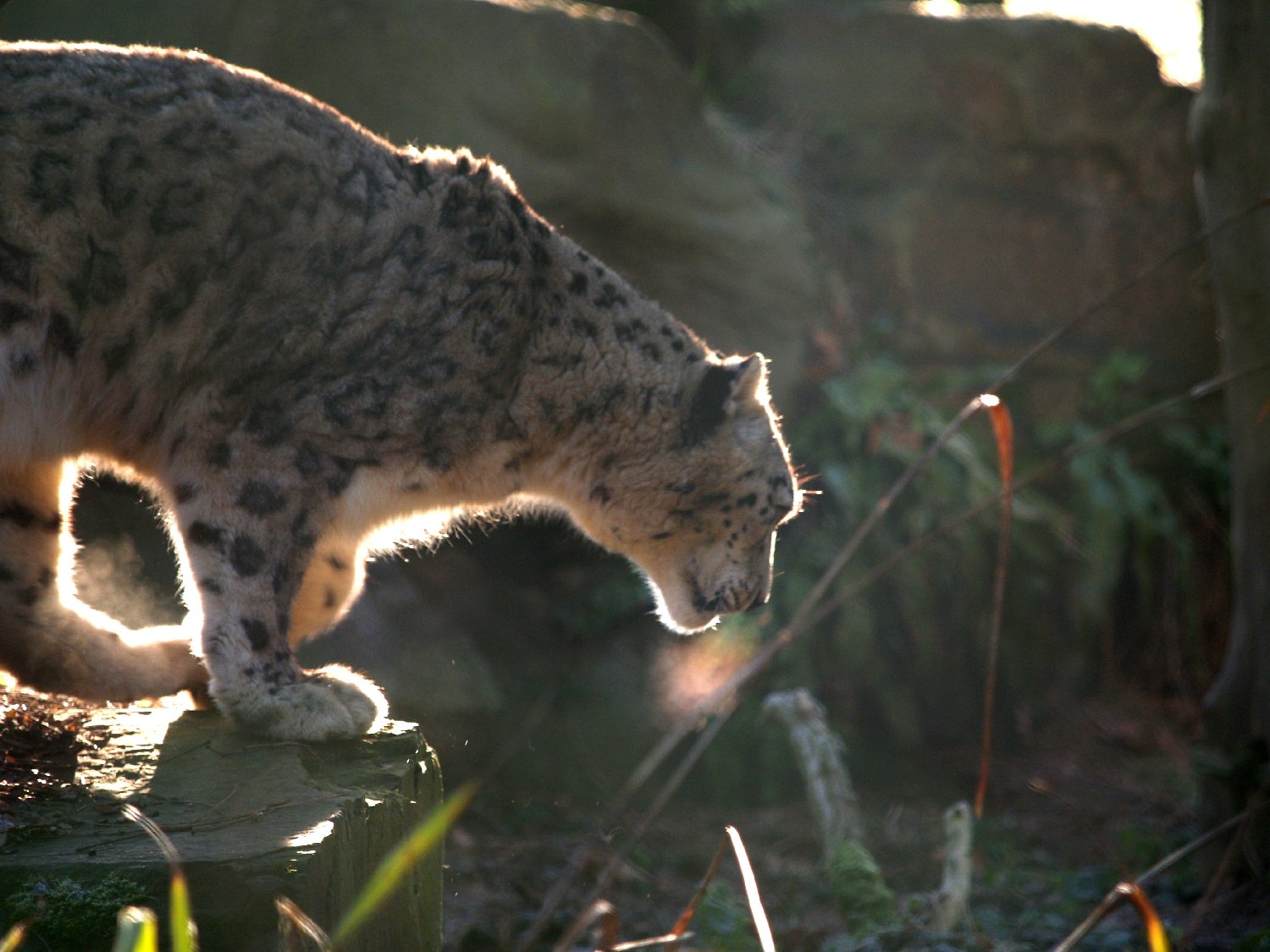 Belgium zoo 1