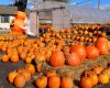 Pumpkins by Brendan Buckley