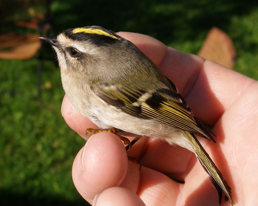 A Bird in the Hand