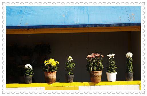 flower exhibition house