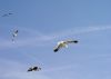seagull's by eric geers