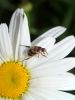 Insects (2) by Alex Gugel