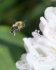 Insects (3) by Alex Gugel