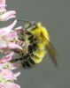Insects (6) by Alex Gugel