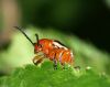 Insects (4) by Alex Gugel