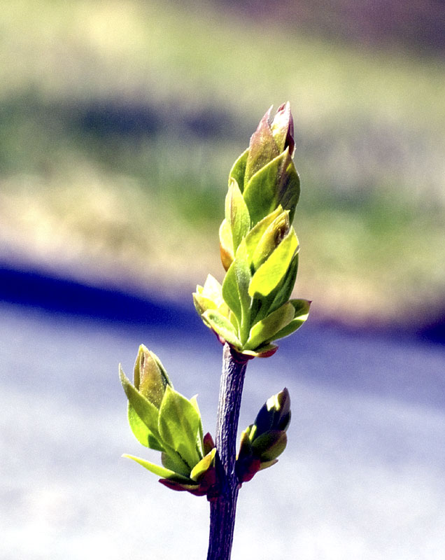 Spring bud