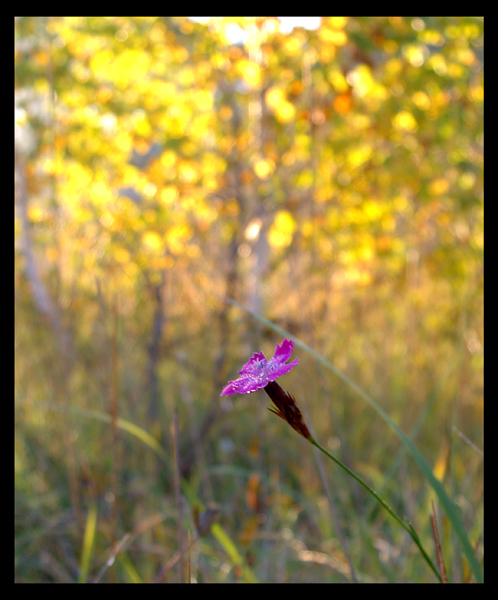 The golden light of autumn