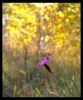 The golden light of autumn by Dietrich Gloger