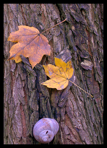 Autumn Still Life