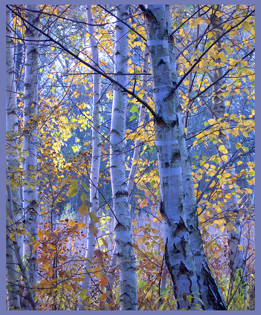 Birches in the evening