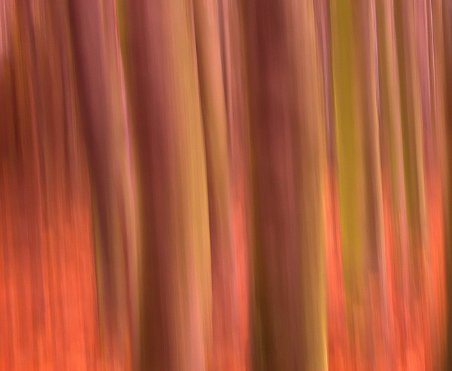 Tree trunks and orange leaves