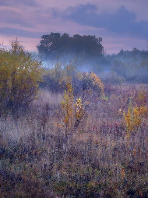 Foggy morning