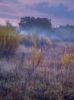 Foggy morning