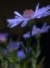 Flower at night by Dietrich Gloger