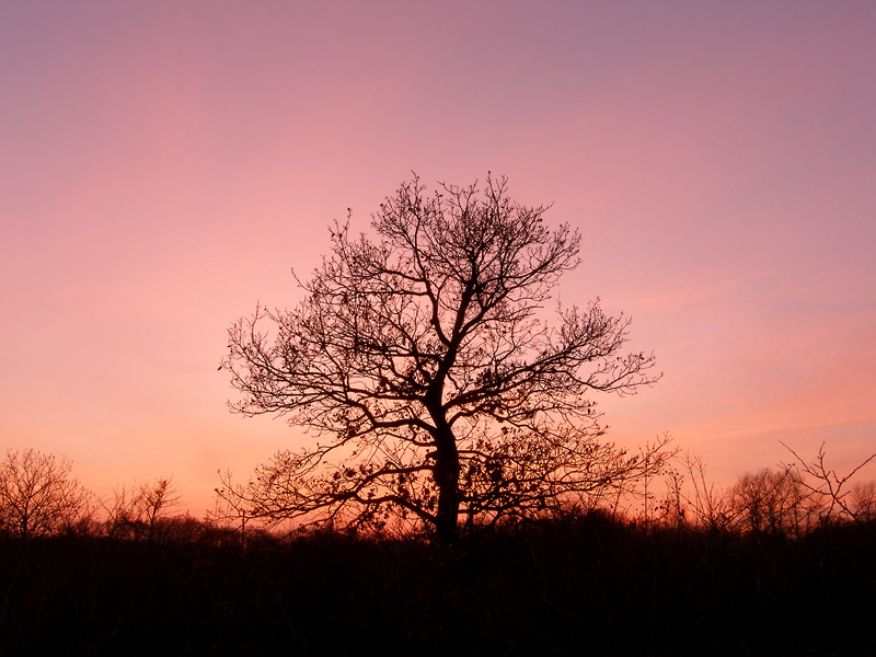 pink sky