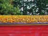 Mossy Shed Roof by Bob Fordice