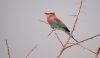 Lavender Breasted Roller by Bob Fordice
