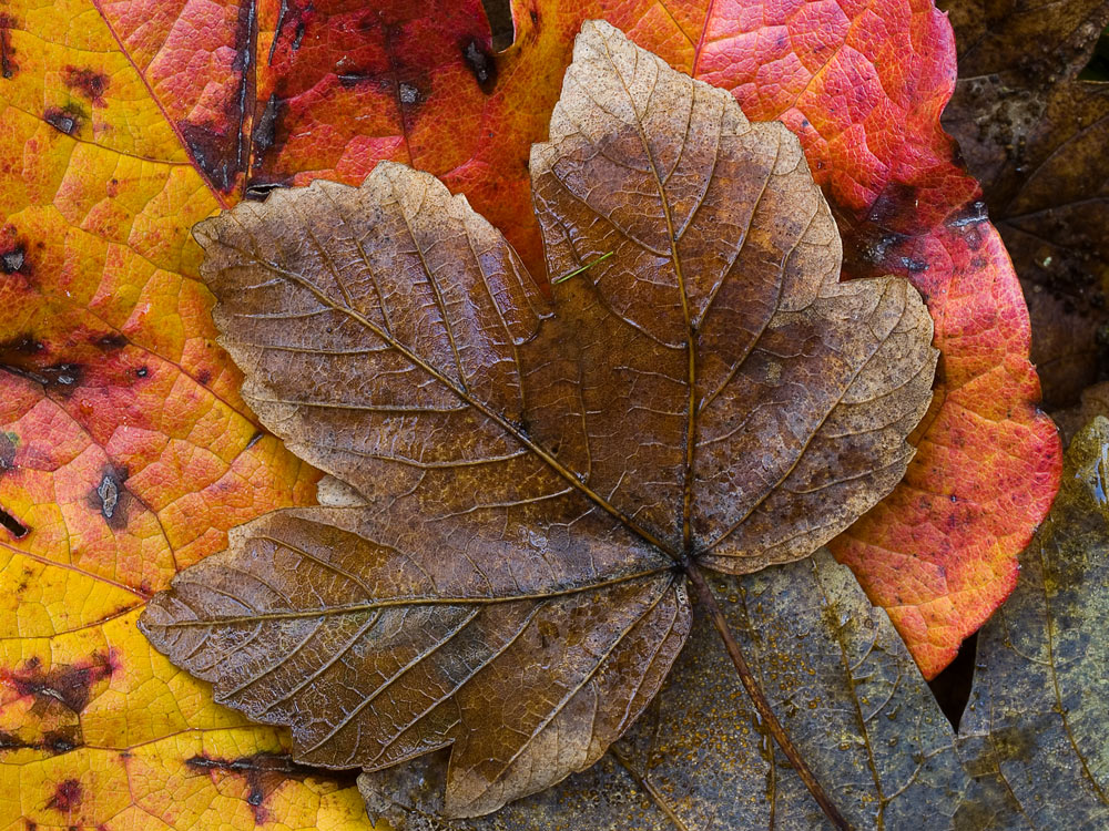 Leaves (2)