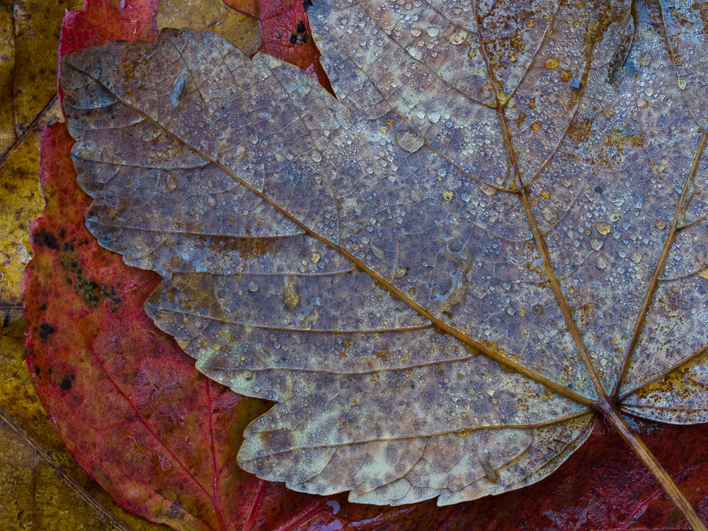 Morning Dew