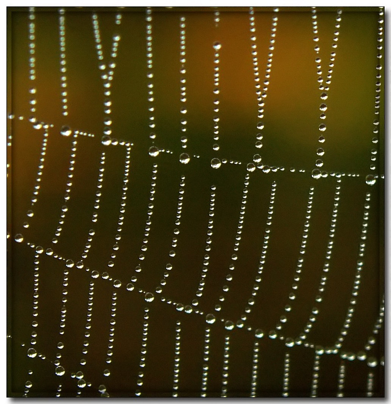 Spiders work  II