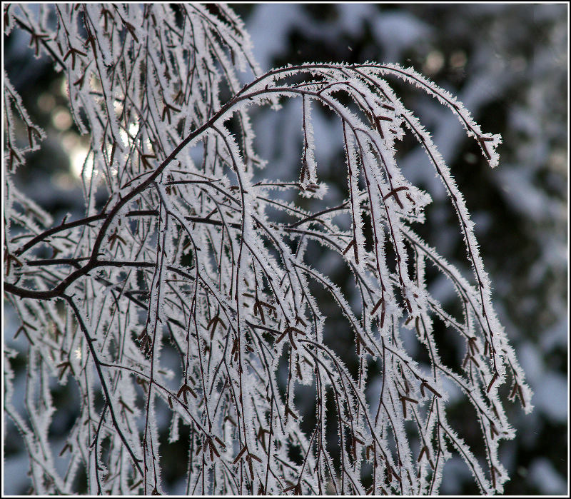 Winter 2