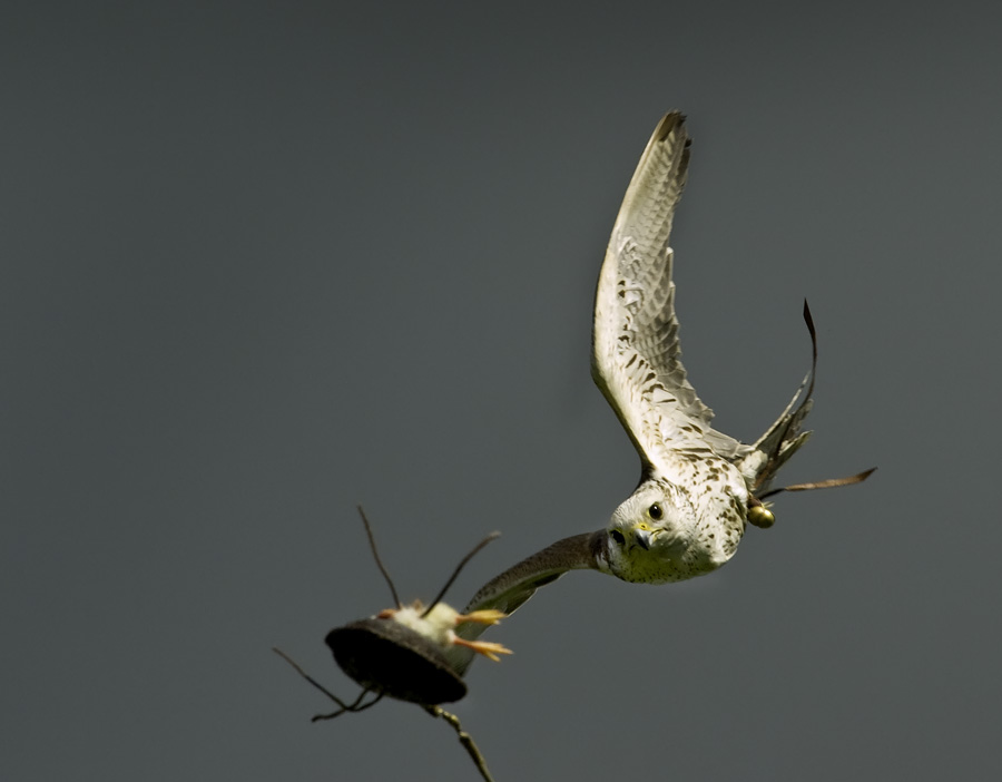 Falkoners bird II