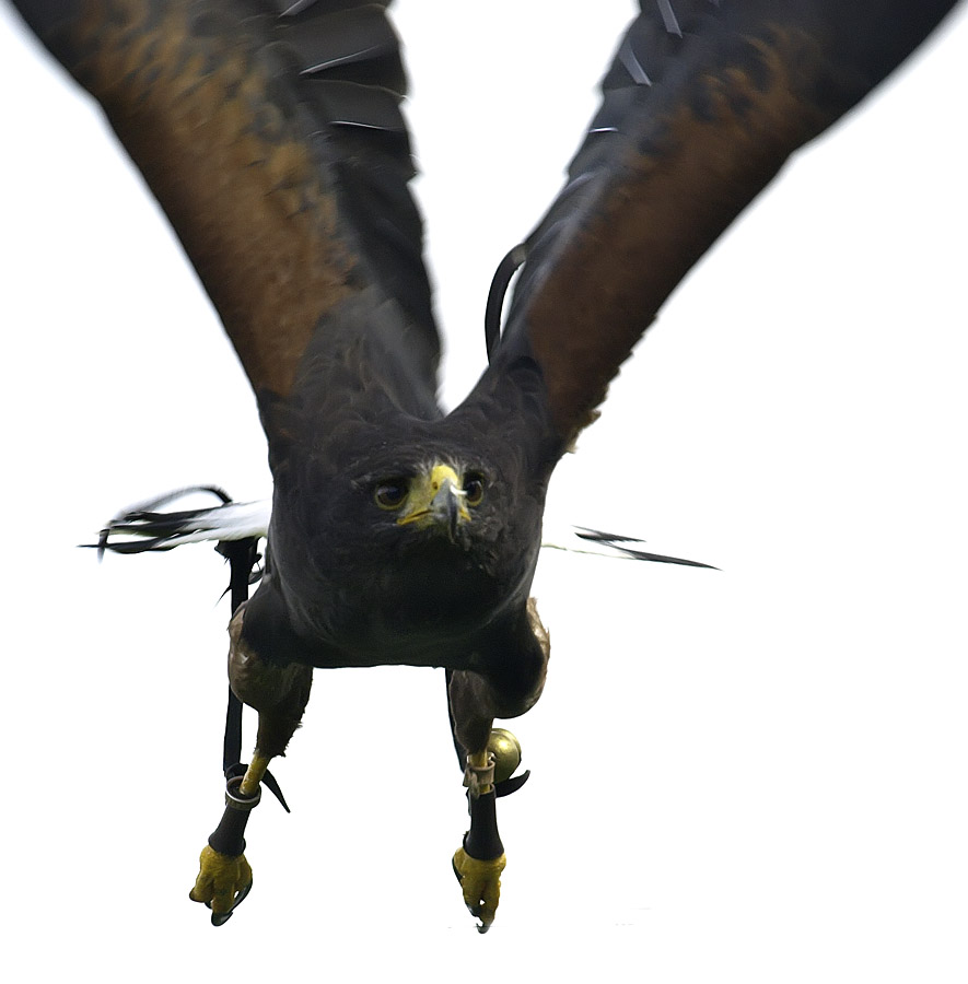Falkoners bird III