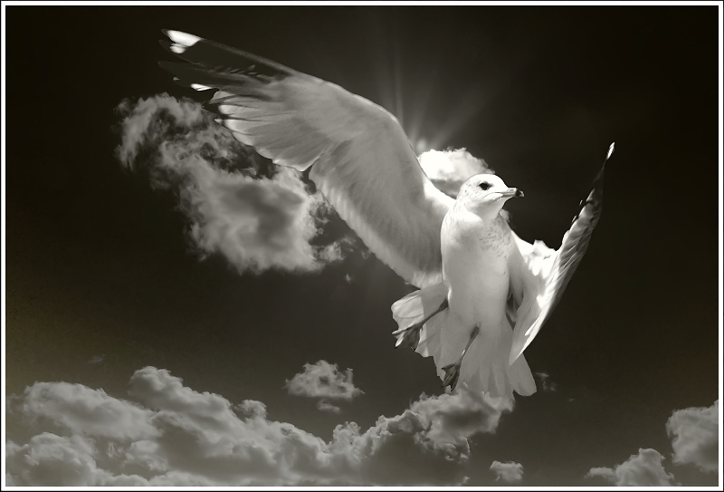 Fly...