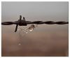 Fence by Kim Willer