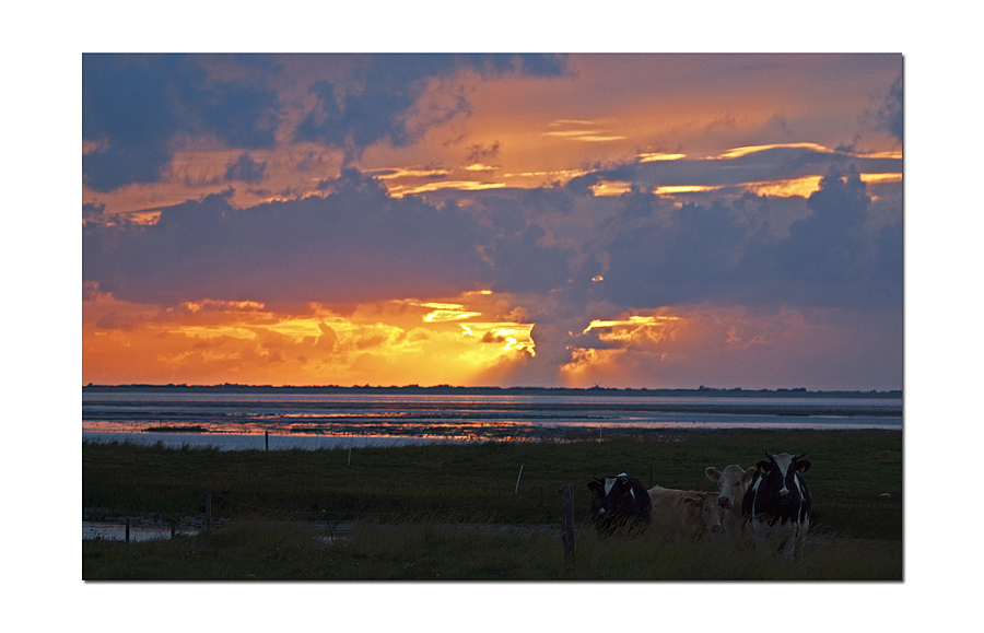 Evening with the cows