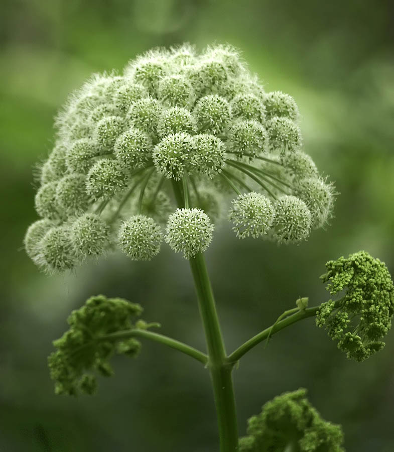 Green..