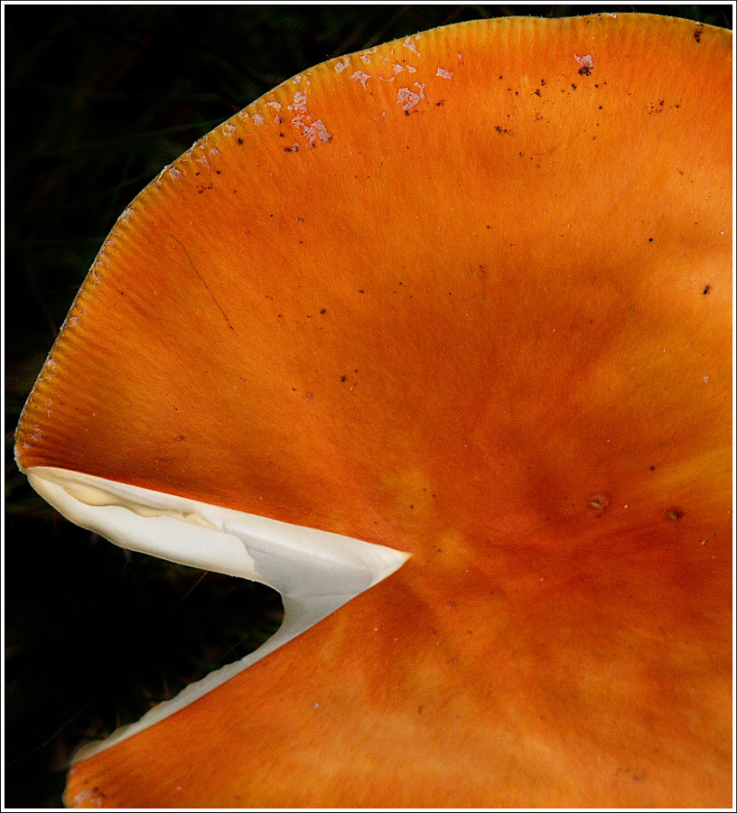 Mushroom