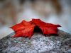 Red Leaf