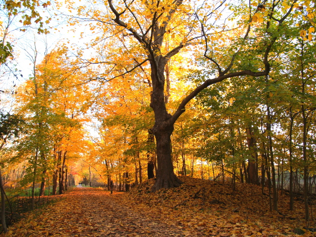 Tow path