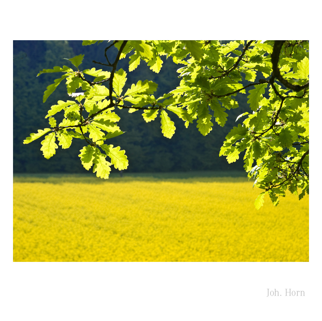 Springtime in Europe