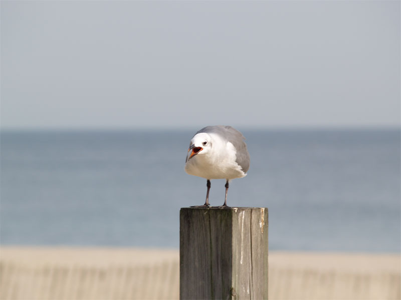 Noisy Gull