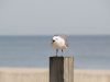 Noisy Gull by Adam Grossman