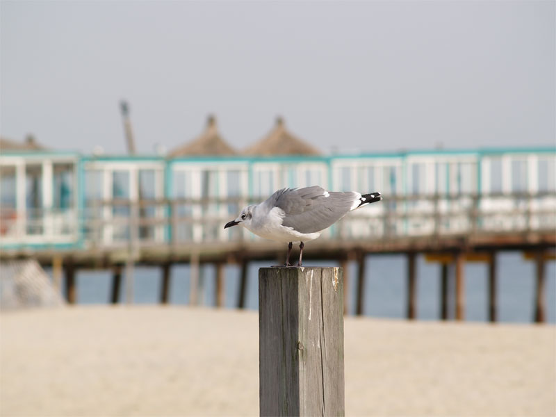 Ruffled Feathers