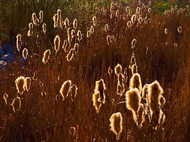 Cattails2