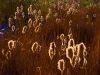 Cattails2
