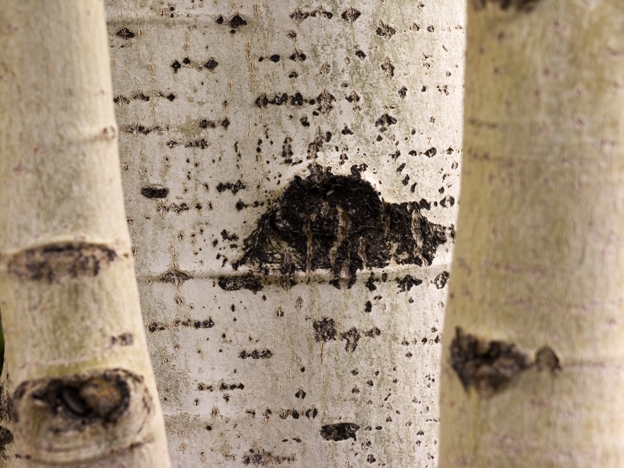 poplar bark