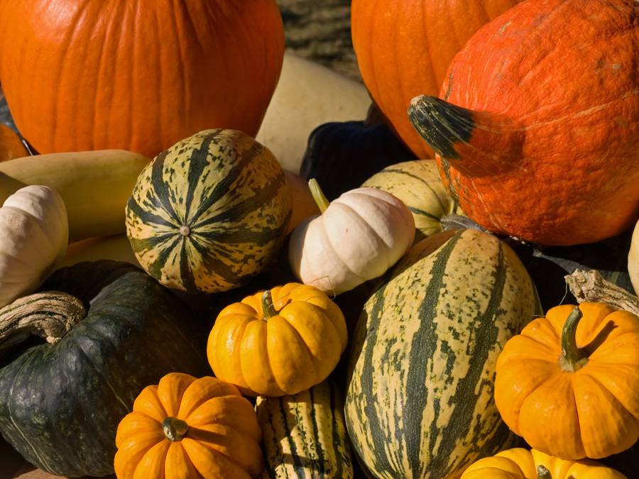 harvest squash