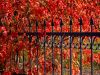 fence by Donald Bryant
