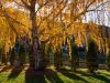 backlit birch