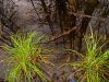 beaver pond