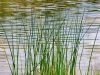 bullrushes