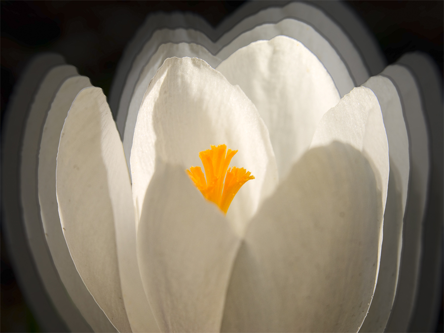 crocus